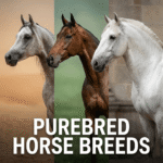 Purebred horse breeds