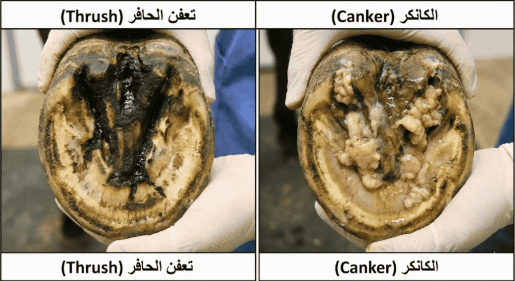 العناية بحوافر الخيل4