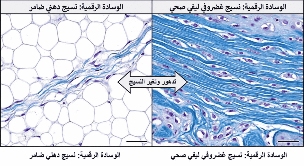 العناية بحوافر الخيل2