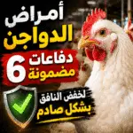 أمراض الدواجن