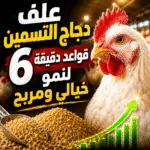 علف دجاج التسمين