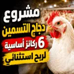 مشروع دجاج التسمين