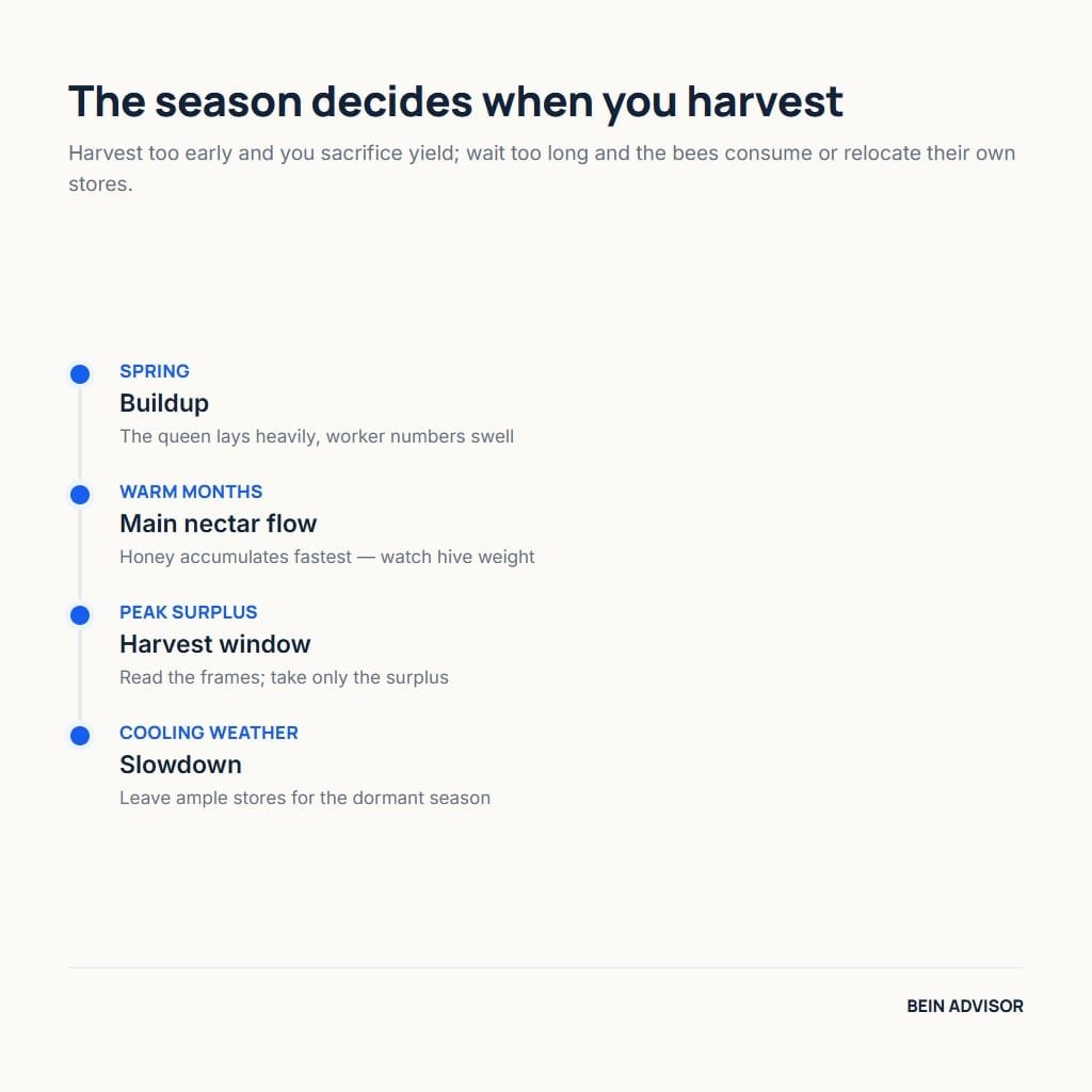 The seasonal honey production cycle in a beekeeping business, from spring buildup to the harvest window and slowdown