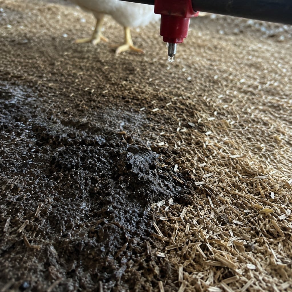 Wet caked litter under a drinker line beside dry shavings in a broiler house