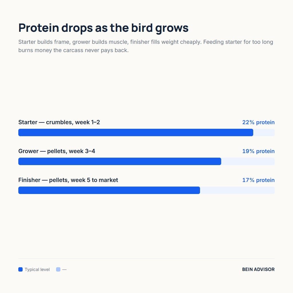 Chart of broiler feed protein by phase: starter 22, grower 19, finisher 17 percent
