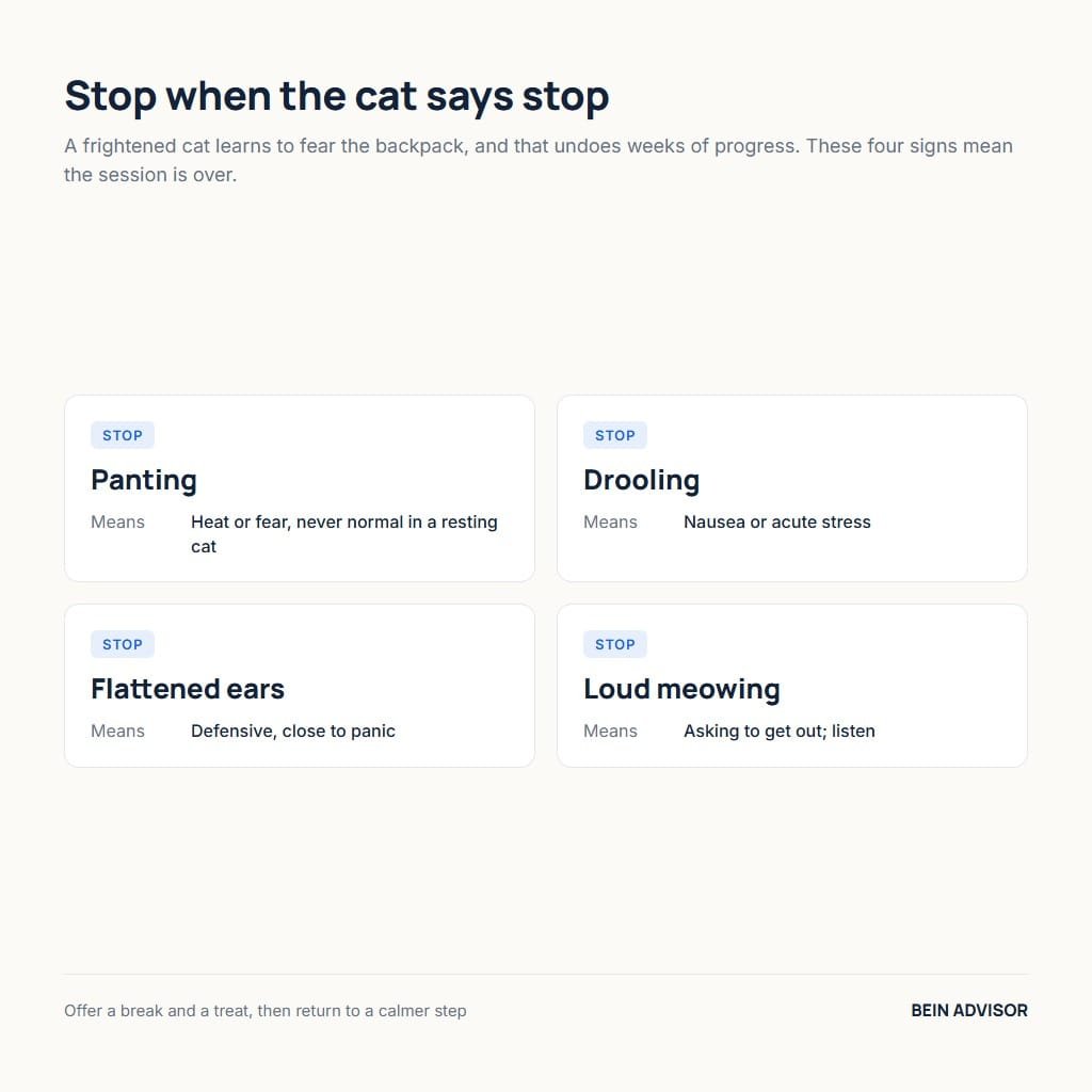 Four stress signals that mean a cat backpack session should stop: panting, drooling, flattened ears and loud meowing