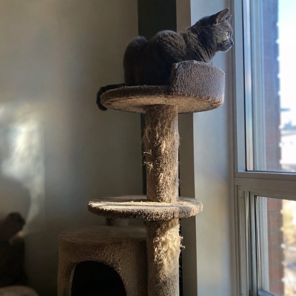 A cat on the top platform of a tall cat tree beside a window