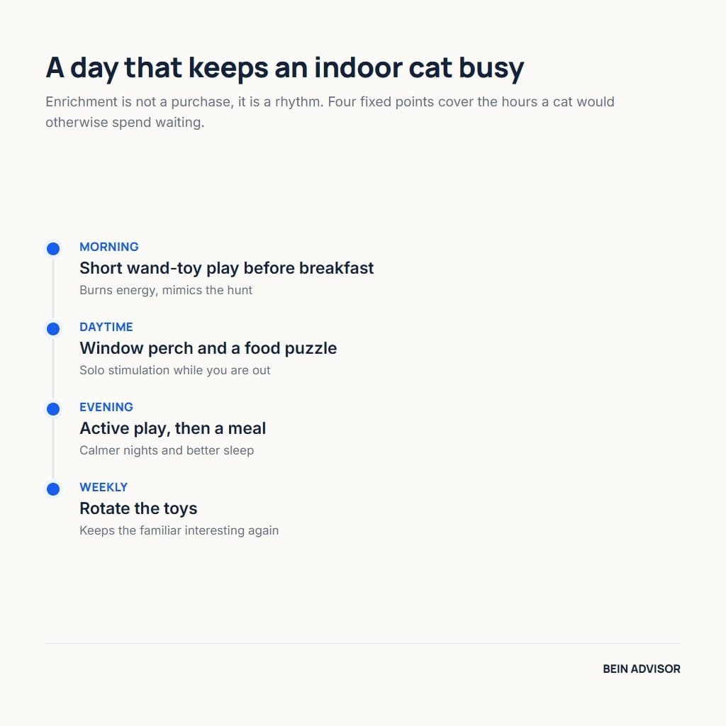 A daily indoor cat enrichment routine from morning play to weekly toy rotation