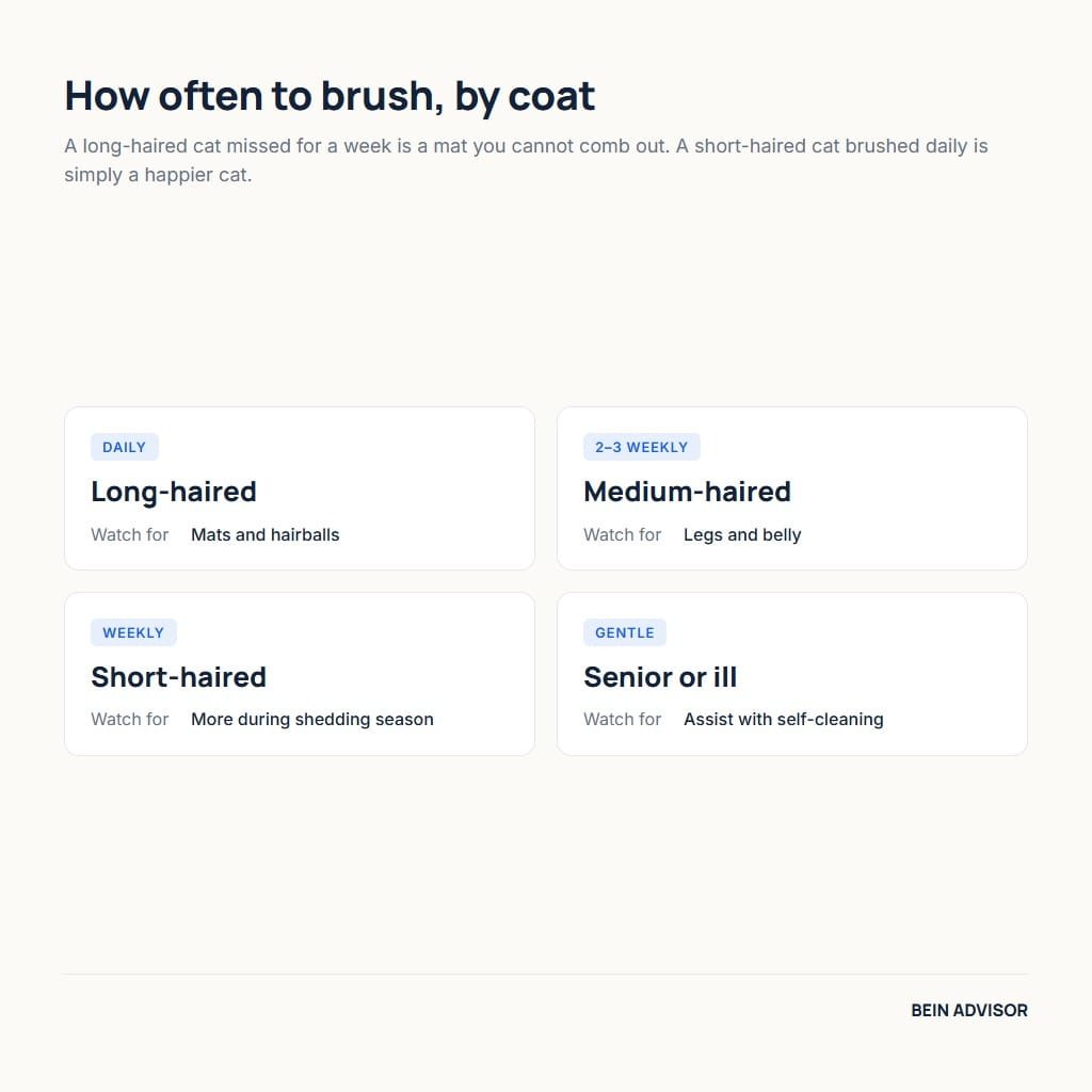 How often to brush a cat by coat type, from long-haired to senior