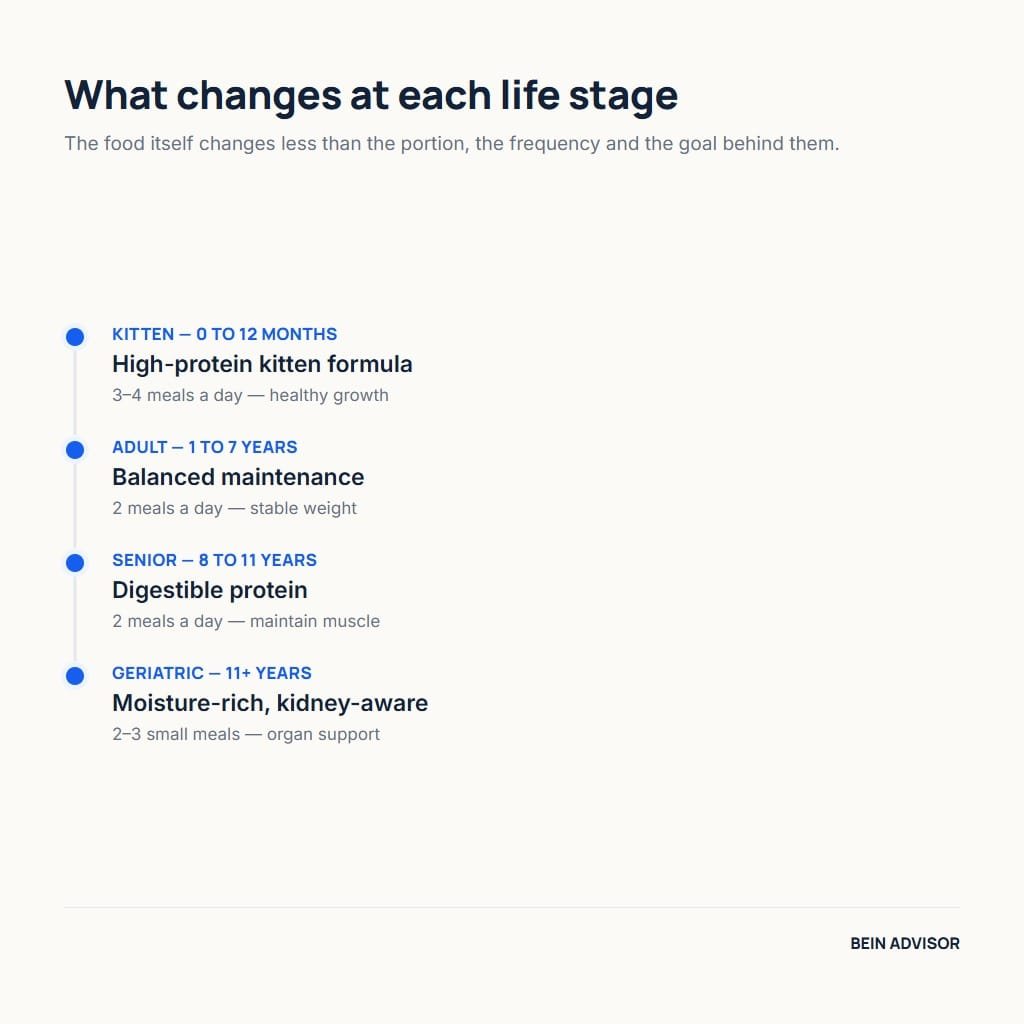 Timeline of cat nutrition by life stage from kitten to geriatric with meals per day and feeding goal