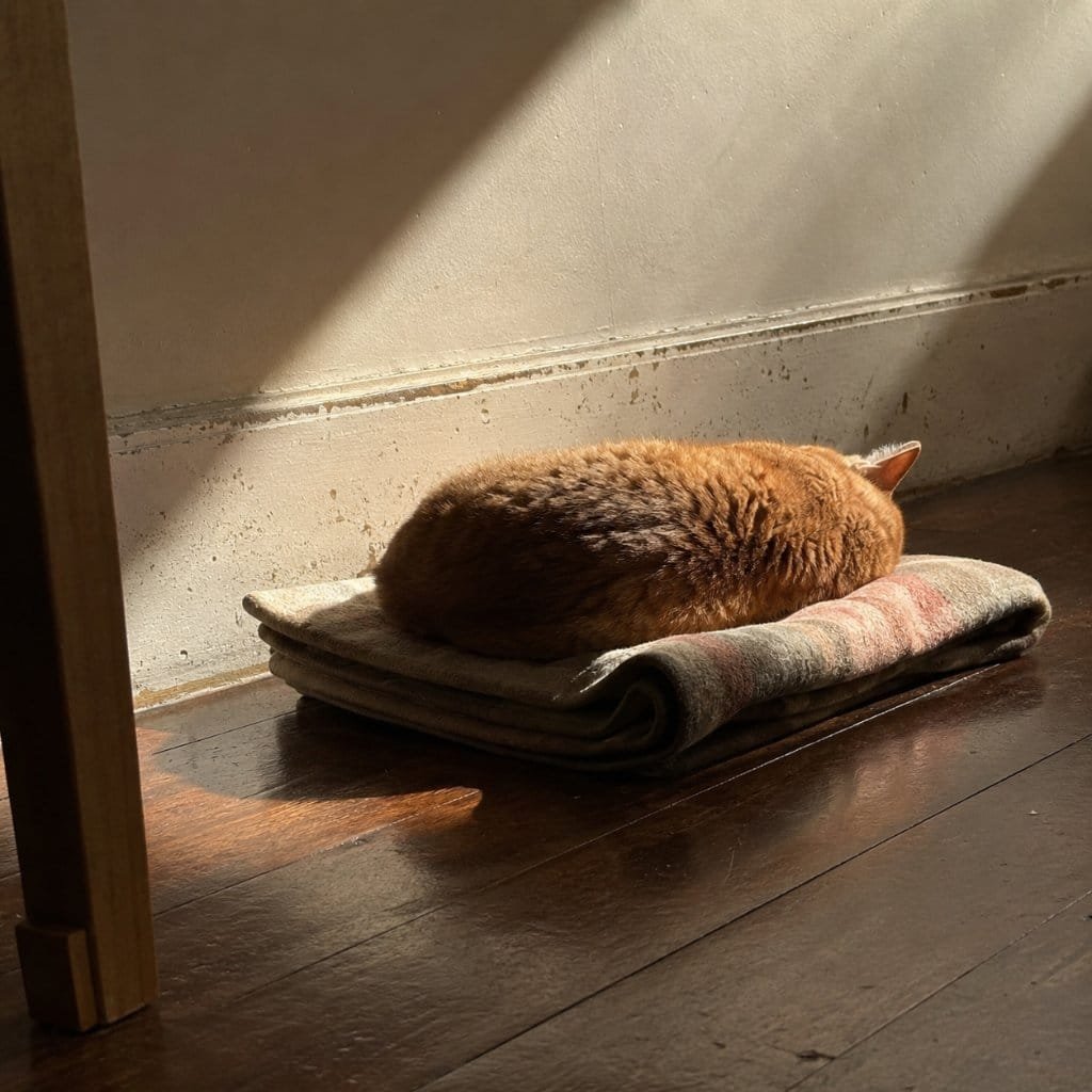 A cat asleep curled in an afternoon sunbeam on a wooden floor