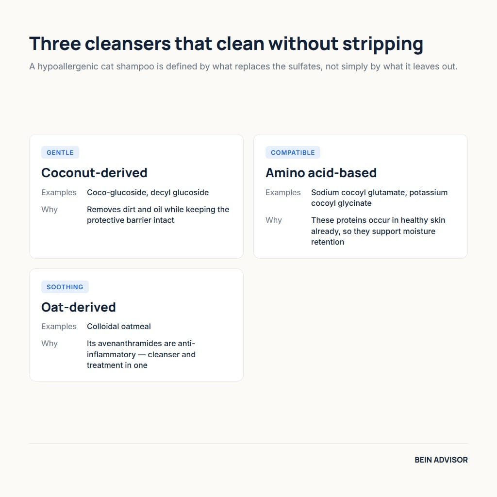 Three gentle cleansing agents to look for in a hypoallergenic cat shampoo: coconut-derived, amino acid-based and oat-derived