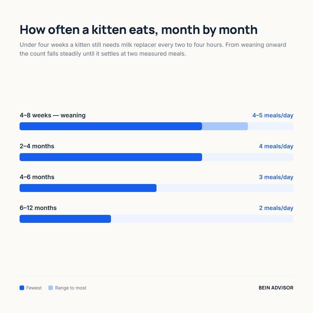 Chart of kitten care feeding frequency by age from weaning to twelve months