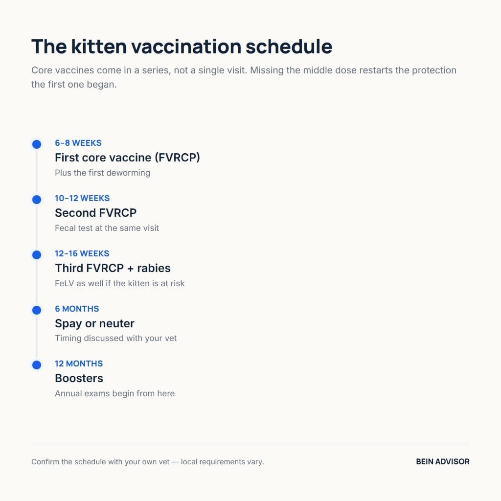 Kitten care vaccination timeline from six weeks to twelve months