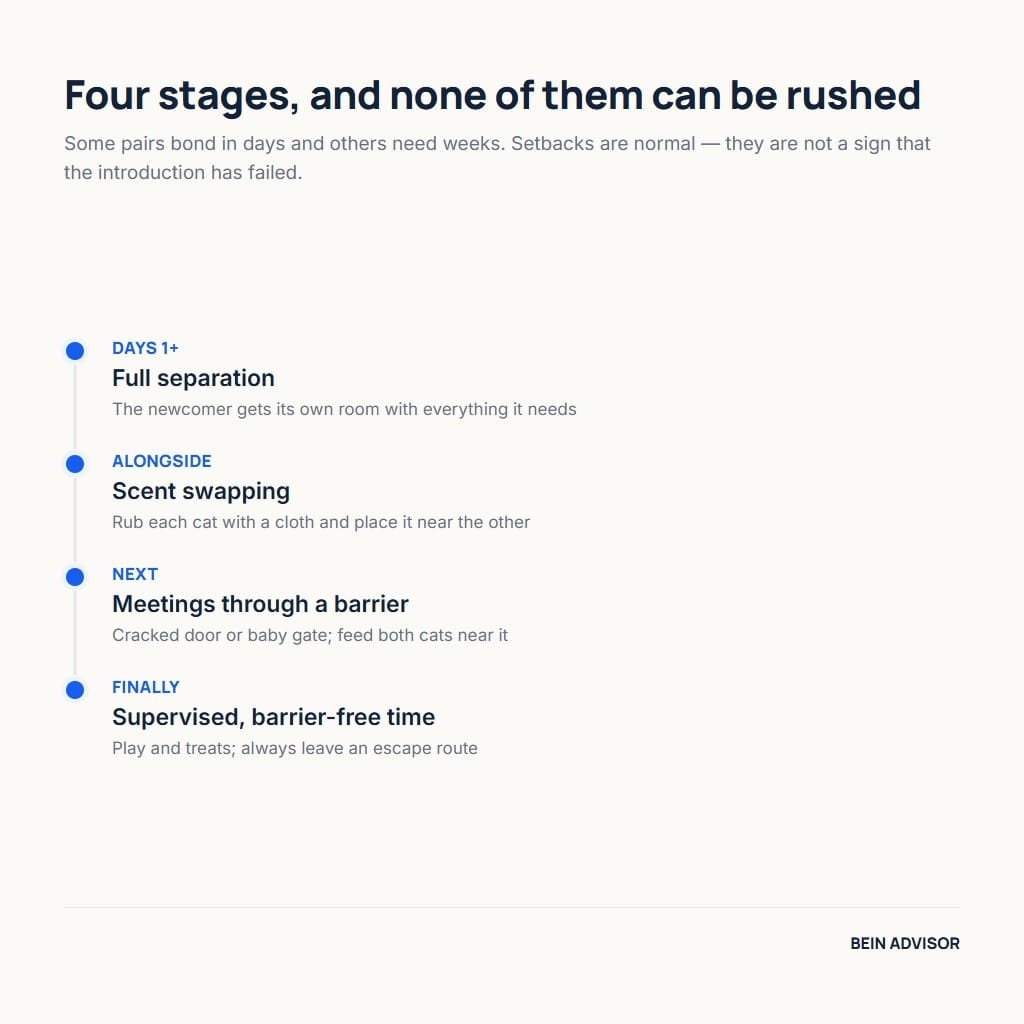 Four stages of introducing cats in a multi-cat household: separation, scent swapping, barrier meetings and supervised time