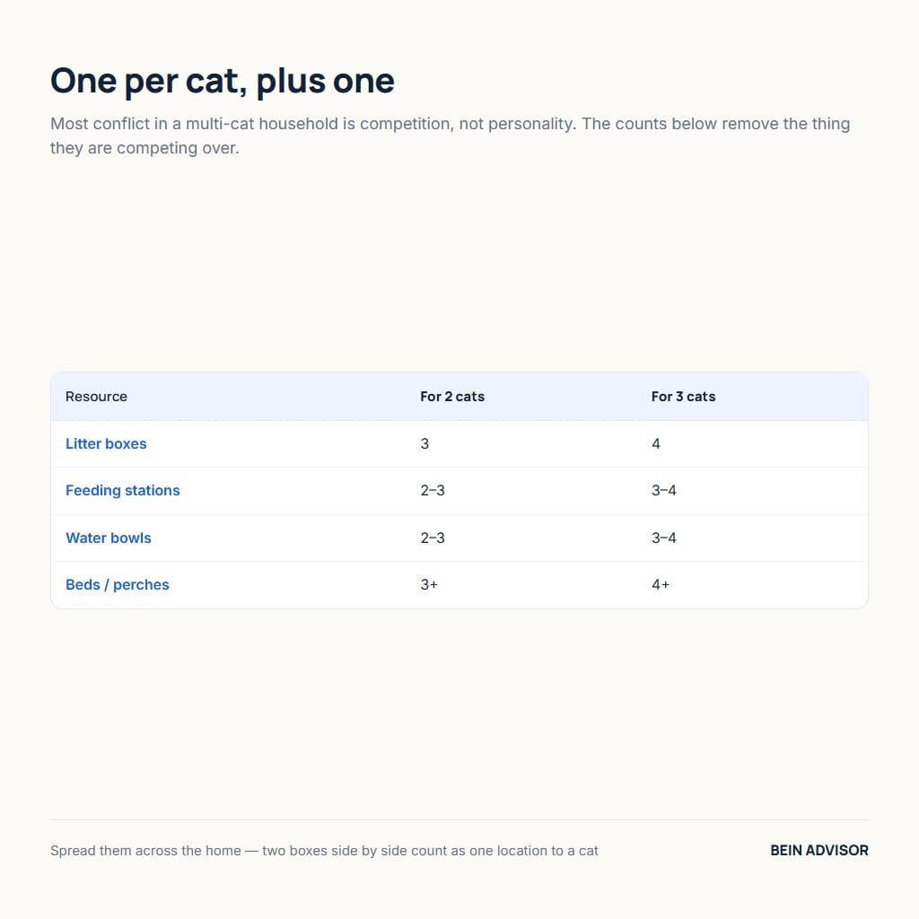The one-per-cat-plus-one rule for a multi-cat household: litter boxes, feeding stations, water bowls and beds for two or three cats