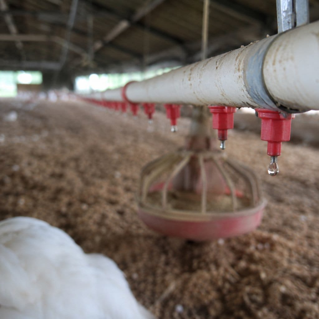 A nipple drinker line and feeder pan inside a poultry house