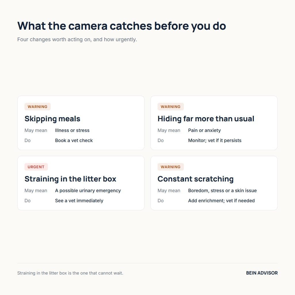 Cards showing what a pet camera reveals about cat health and behavior