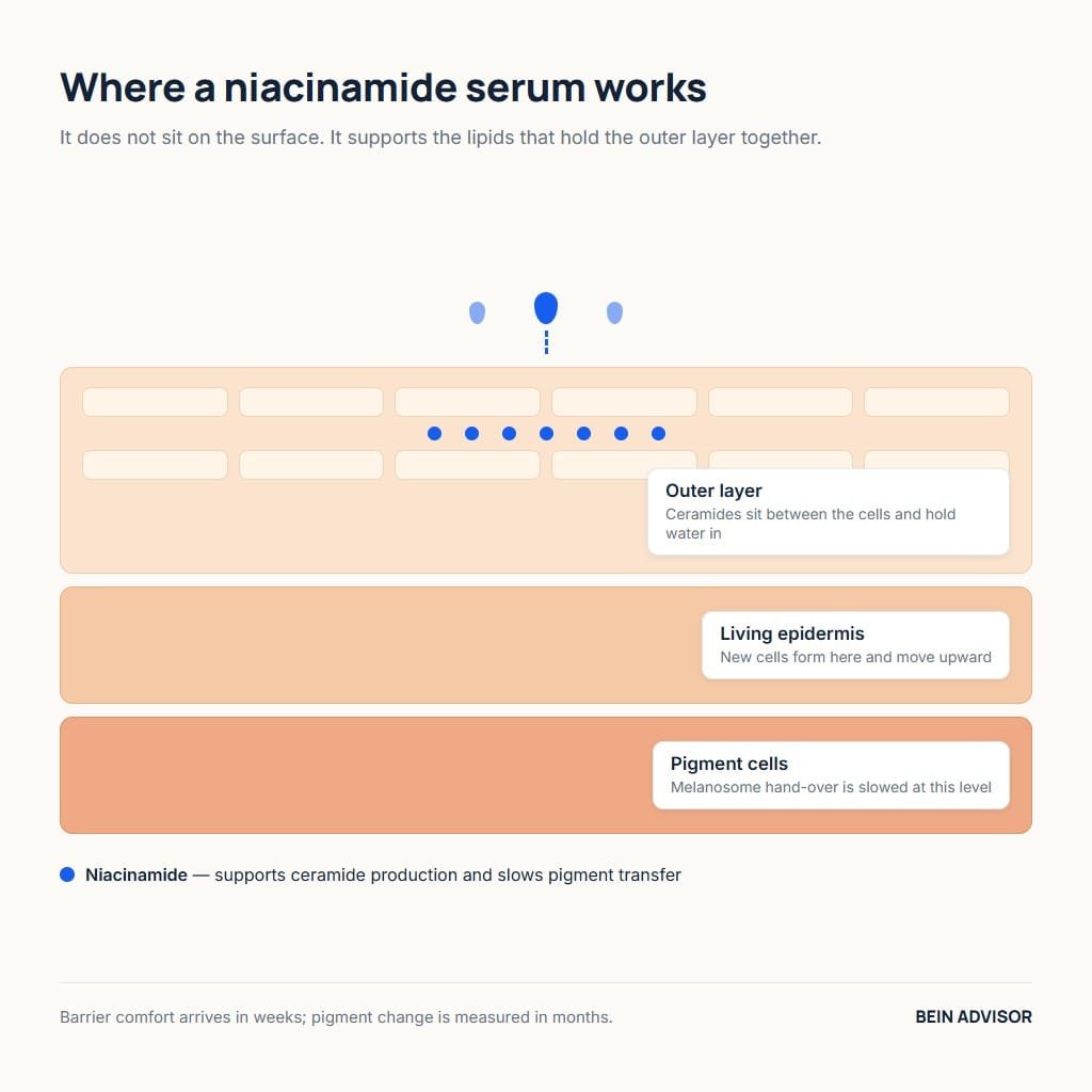 Diagram of skin layers showing where a niacinamide serum acts on ceramides and pigment