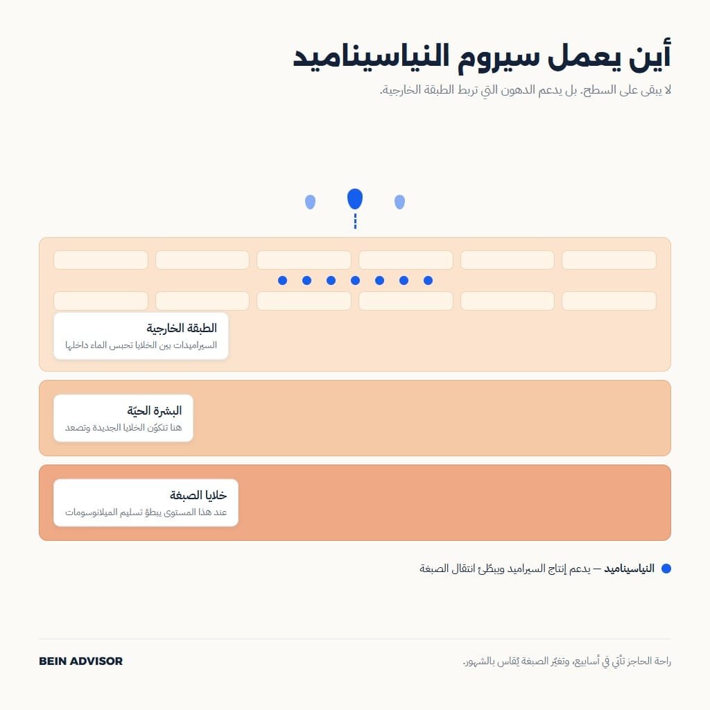 رسم لطبقات البشرة يوضّح أين يعمل سيروم النياسيناميد على السيراميد والصبغة