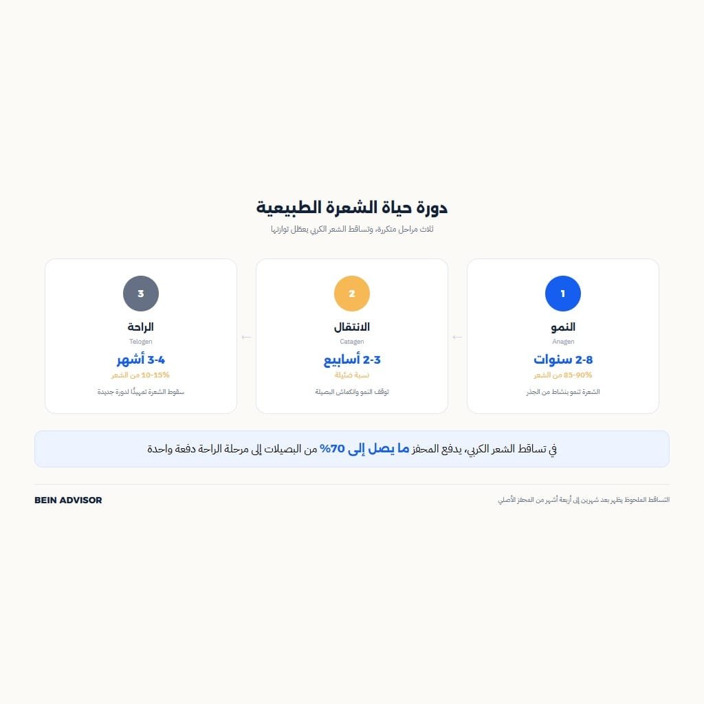 إنفوجرافيك يوضح دورة حياة الشعرة الطبيعية وعلاقتها بتساقط الشعر الكربي