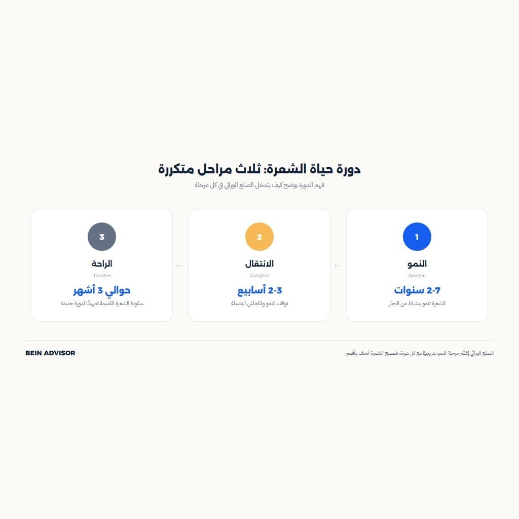 إنفوجرافيك يوضح دورة حياة الشعرة الثلاث مراحل وعلاقتها بالصلع الوراثي