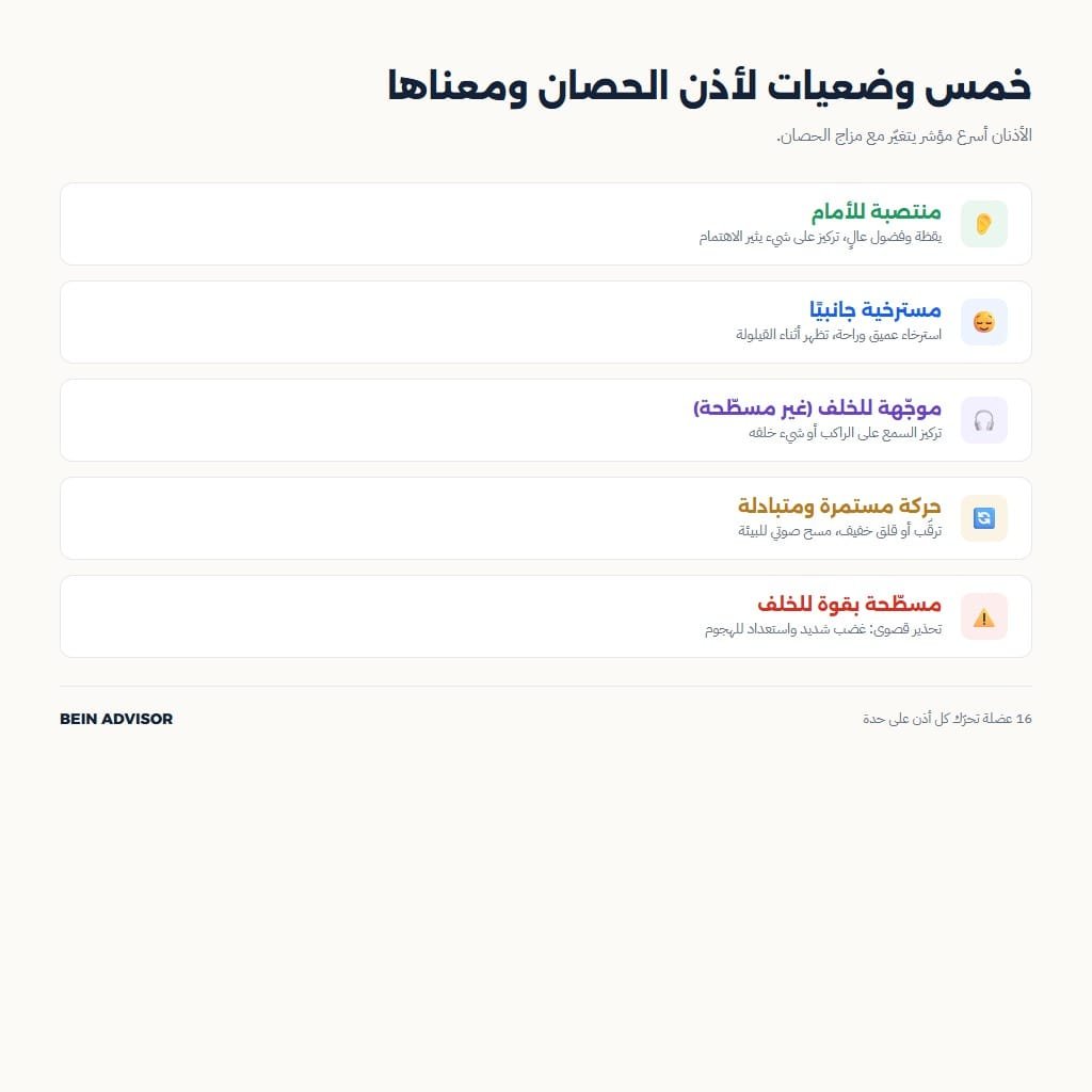 إنفوجرافيك يوضح خمس وضعيات لأذن الخيل ومعناها في لغة الجسد