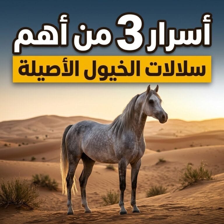 سلالات الخيول الأصيلة: حصان عربي رمادي أصيل يقف في الصحراء عند الشروق